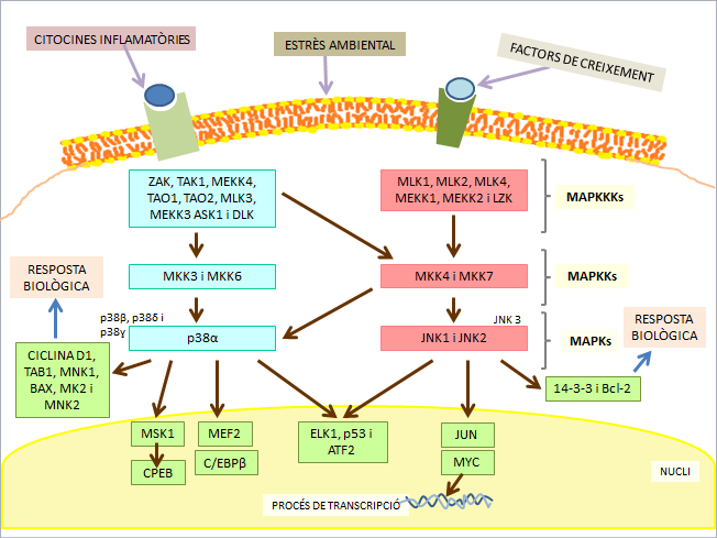 Via metabòlica de senyalització de l'enzim p38 MAP cinasa.
