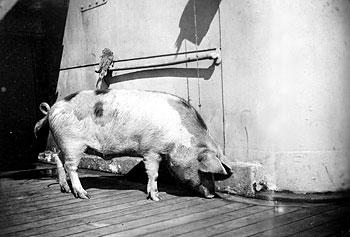 File:Tirpitz the Pig.jpg