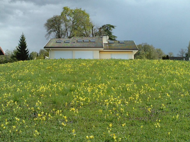 File:Primroses in a lawn april.jpeg