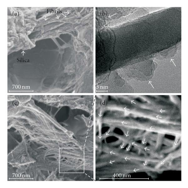 File:SEM and TEM nanoimagery of the fibrillar organic matrix within partially demineralized spicule.jpg