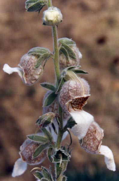 File:Digitalis lamarckii 1.jpg