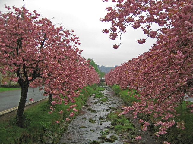 File:Cherry Trees, Dollar - geograph.org.uk - 411350.jpg