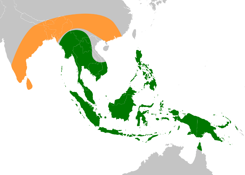 File:Banana ancestors (Musa acuminata and Musa balbisiana) original range.png