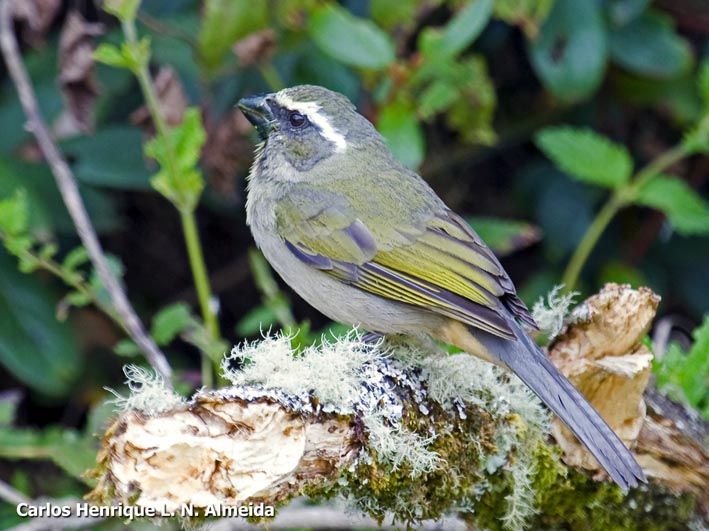 File:Saltator maxillosus female.jpeg