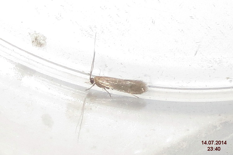 File:Tinea pellionella (fp) (15342045688).jpg