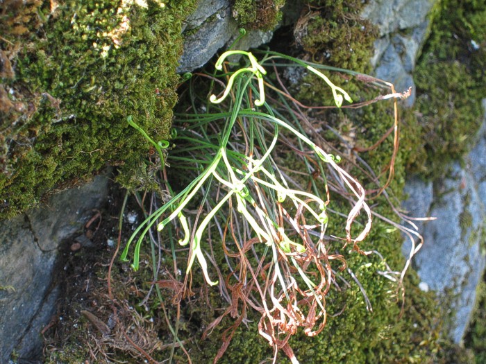 File:Asplenium-septentrionale-E-GEO-253a.jpg