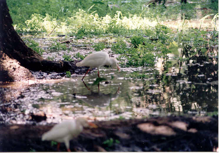 File:Kom-Ombo-Ibisse.jpg