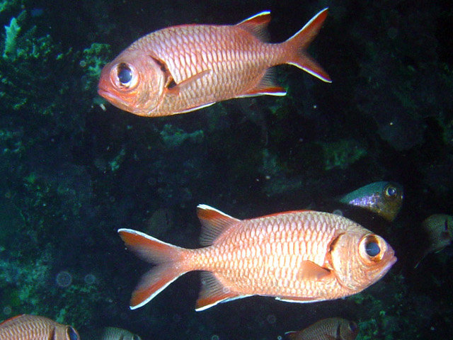 File:Myripristis murdjan.jpg