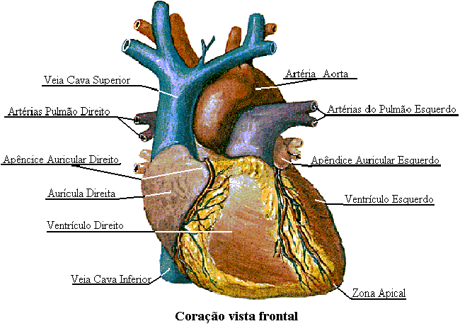 File:CoraçãoFrontalPY5aal.png