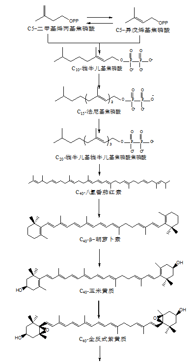 植物脱落酸的合成1