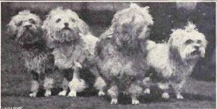 Little Lion Dog from 1915.JPG