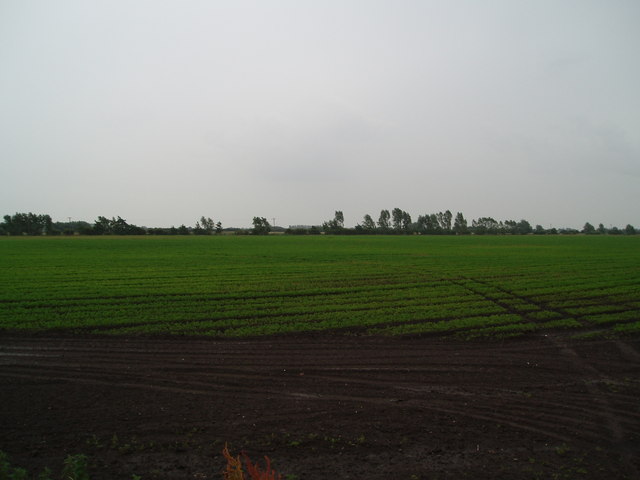 File:A field of carrots - geograph.org.uk - 486028.jpg