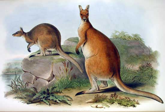 File:Macropus antilopinus Gould.jpg