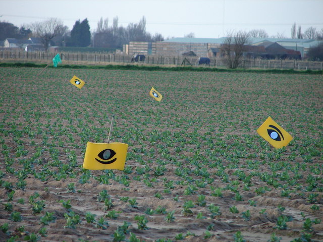 File:Eye Eye - geograph.org.uk - 669641.jpg