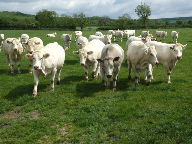 File:A load of Bullocks^ - geograph.org.uk - 1330612.jpg