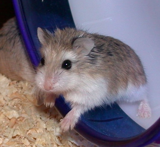 File:Photo of Roborovski Hamster.jpg