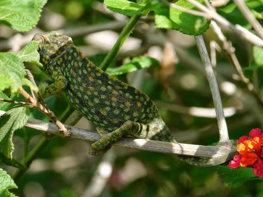 File:Chamaeleo chamaeleon 516242.jpg