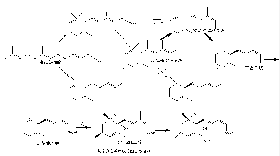 灰葡萄孢霉的ABA合成路径