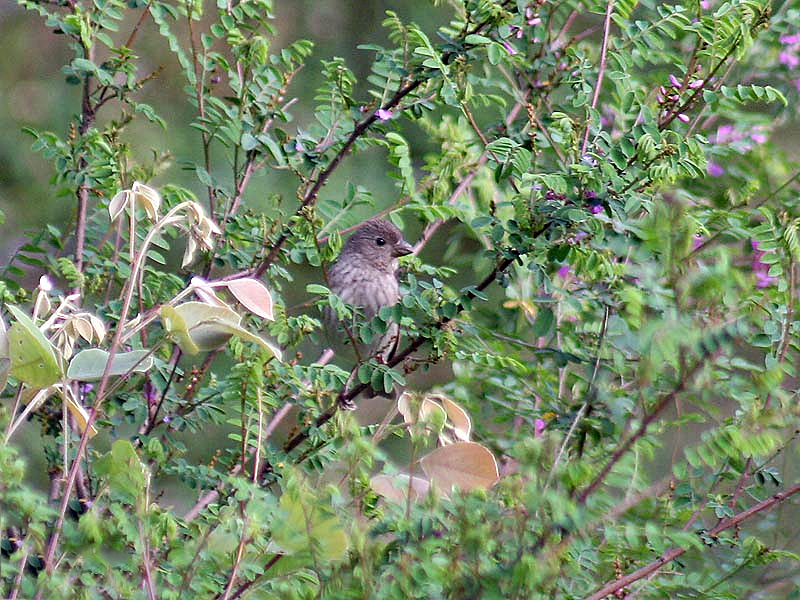 File:Common Rosefinch I IMG 3937.jpg