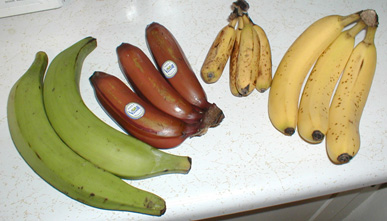 Ismertebb fajták balról jobbra: főzőbanán (plantain), vörös banán, almabanán (latundan), Cavendish. Európában a Cavendish a leggyakrabban értékesített banánfajta.