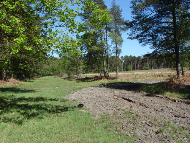 File:Swinley Forest - geograph.org.uk - 1876371.jpg