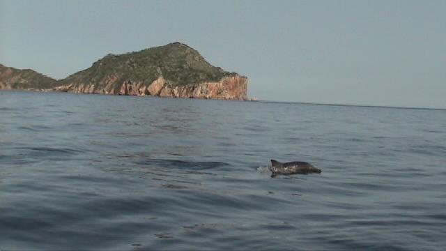 File:Delfin en el parque Nacional Mochima.jpg