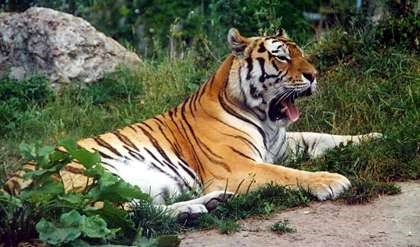 File:Panthera tigris altaica 001.jpg