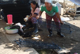 File:Workers at a pearl farm in Penyabangan.jpg