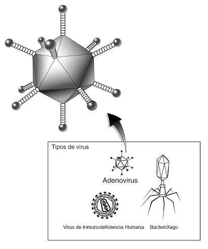 File:Adenovirus.gif