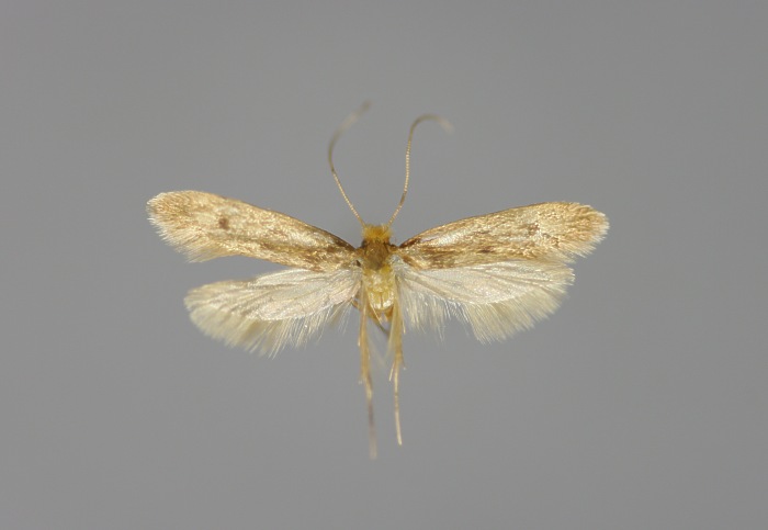 File:Tinea pellionella E-MK-17524a.jpg