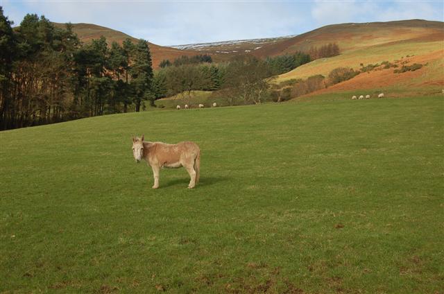 File:Pasture - geograph.org.uk - 322490.jpg