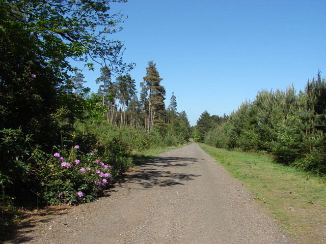 File:Swinley Forest - geograph.org.uk - 1876541.jpg