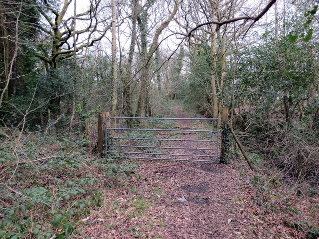 File:Trac Coed Penllergaer Forest Track - geograph.org.uk - 3873415.jpg