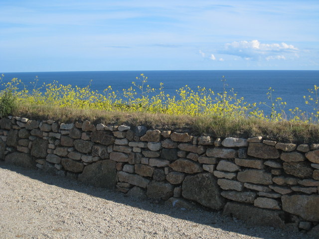 File:Cornish hedge, Charlock and sea - geograph.org.uk - 846173.jpg