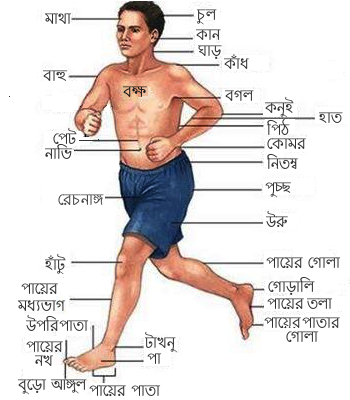 File:Human Body-bn.png