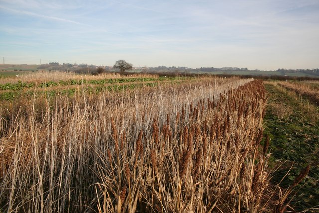 File:Crop Trials - geograph.org.uk - 329135.jpg