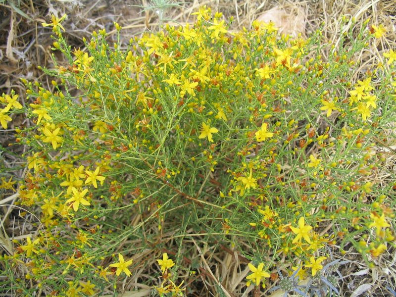 File:Hypericum triquetrifolium.jpg