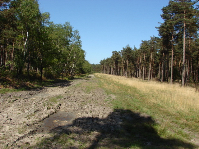 File:Swinley Forest - geograph.org.uk - 1876813.jpg