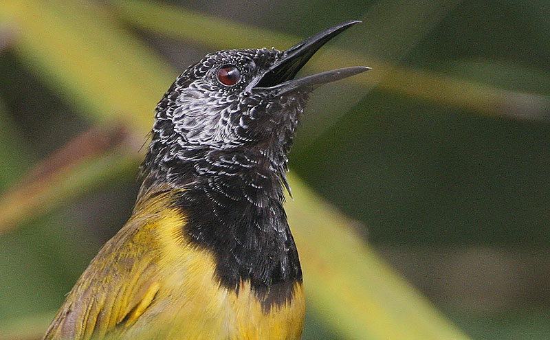 File:Flickr - Rainbirder - Oriole Warbler (Hypergerus atriceps).jpg