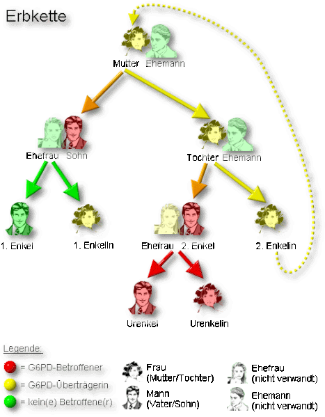 Datei:Erbkette.gif