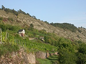 Anfang des Maindreiecks: Muschelkalk bei Karlstadt, Lage: Gambacher Kalbenstein