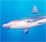 File:Greyreefsharksmall2.jpg