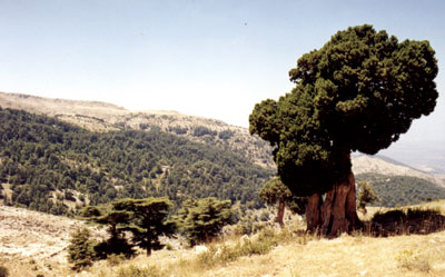 File:Greek juniper.jpg