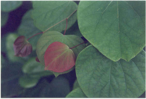 File:Redbuds at blackacre.jpg