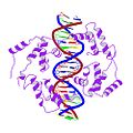 5/07 structure of protein HNF1a bound to DNA, PDB 1IC8