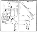 Crushing cane with an ox-powered vertical-toothed roll crusher