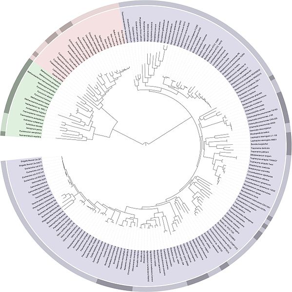 File:ITOL Tree of life.jpg