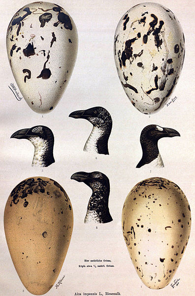 File:Great Auk variation.jpg