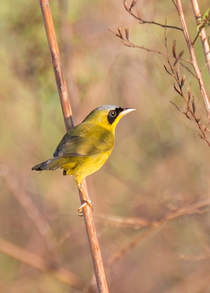 File:Geothlypis Aequinoctialis.jpg