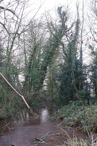 File:Ashtreeovermoat.JPG